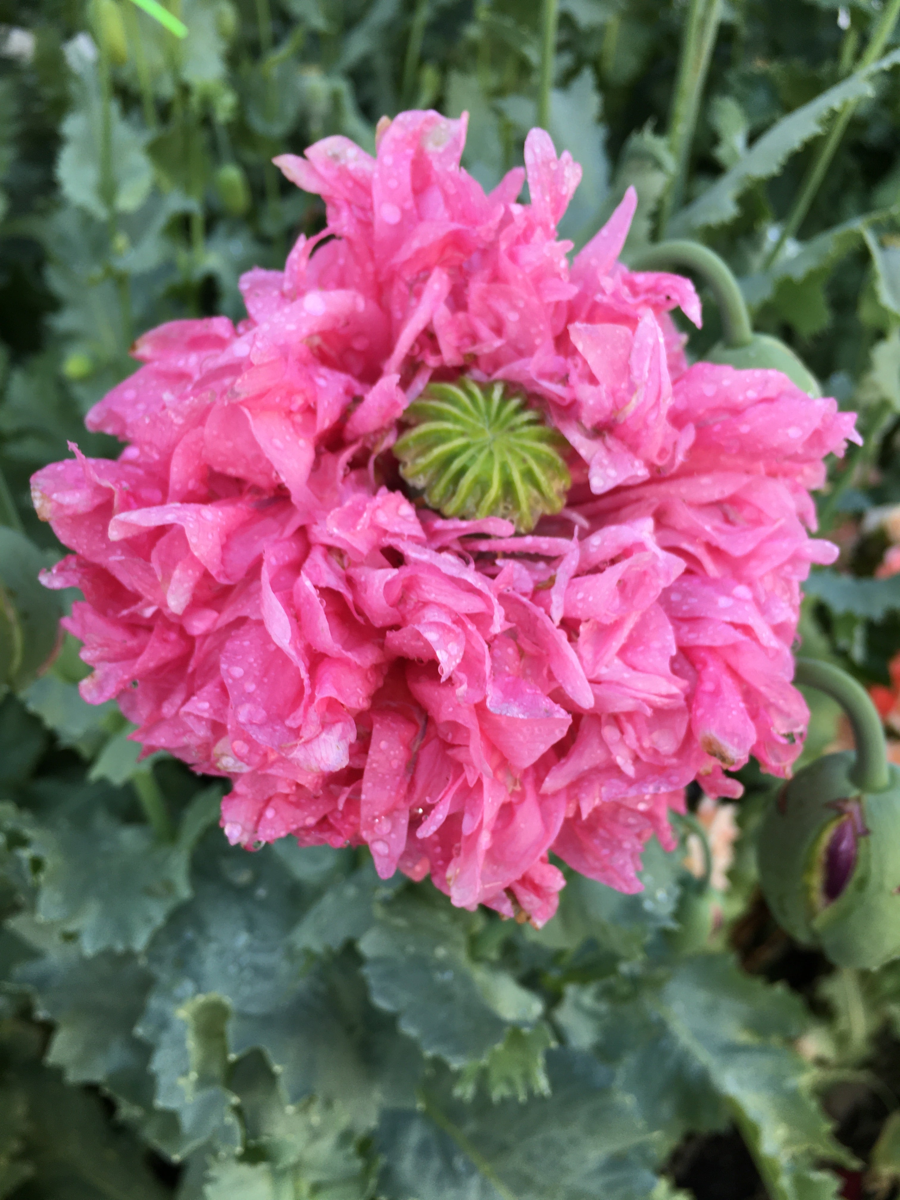 Izmir Pink Cloud Poppy (1000+ seeds) – Okanagan Organics