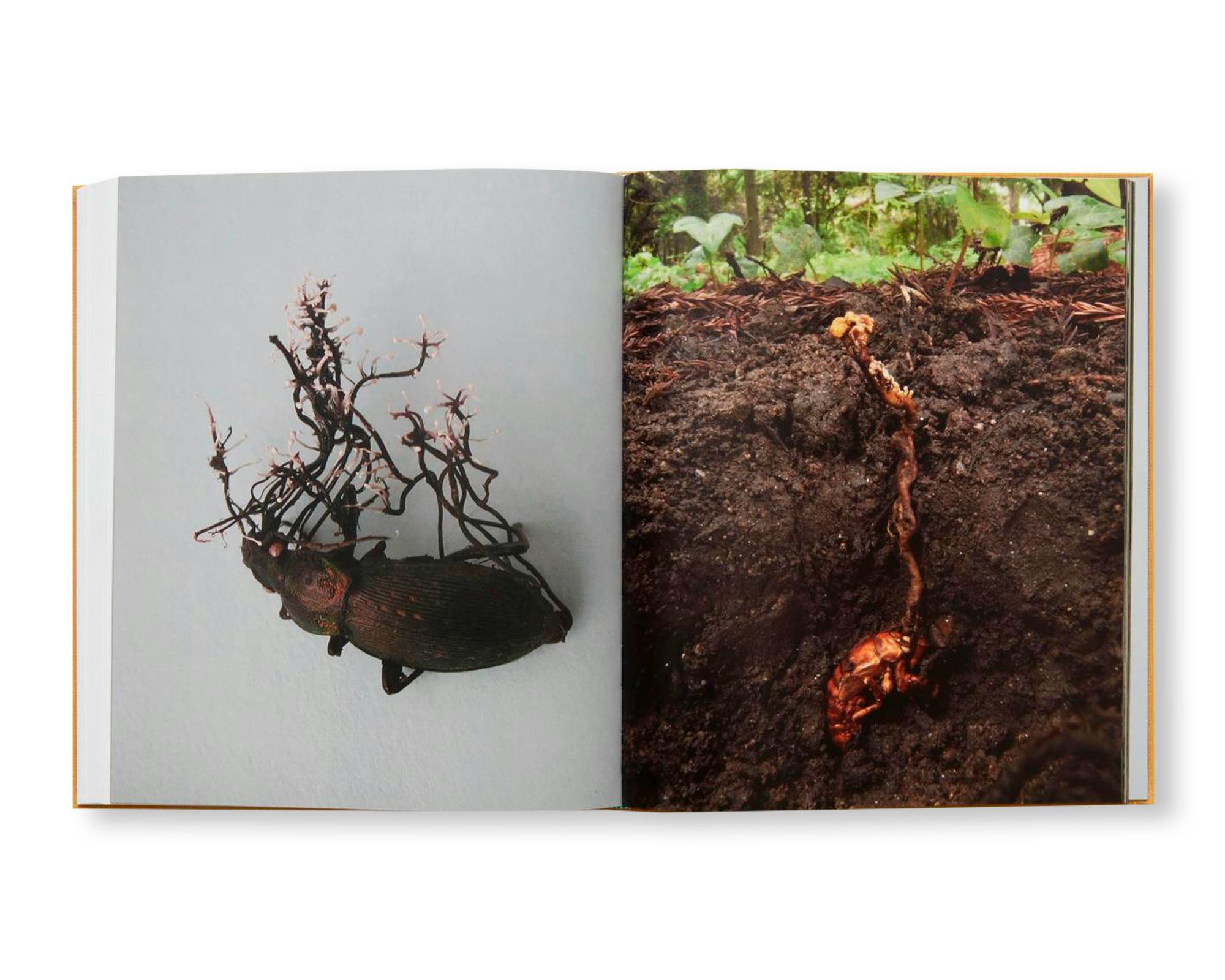 A DIM COZY ROOM：大竹茂夫 | OIL - 現代アート・絵画の販売・通販