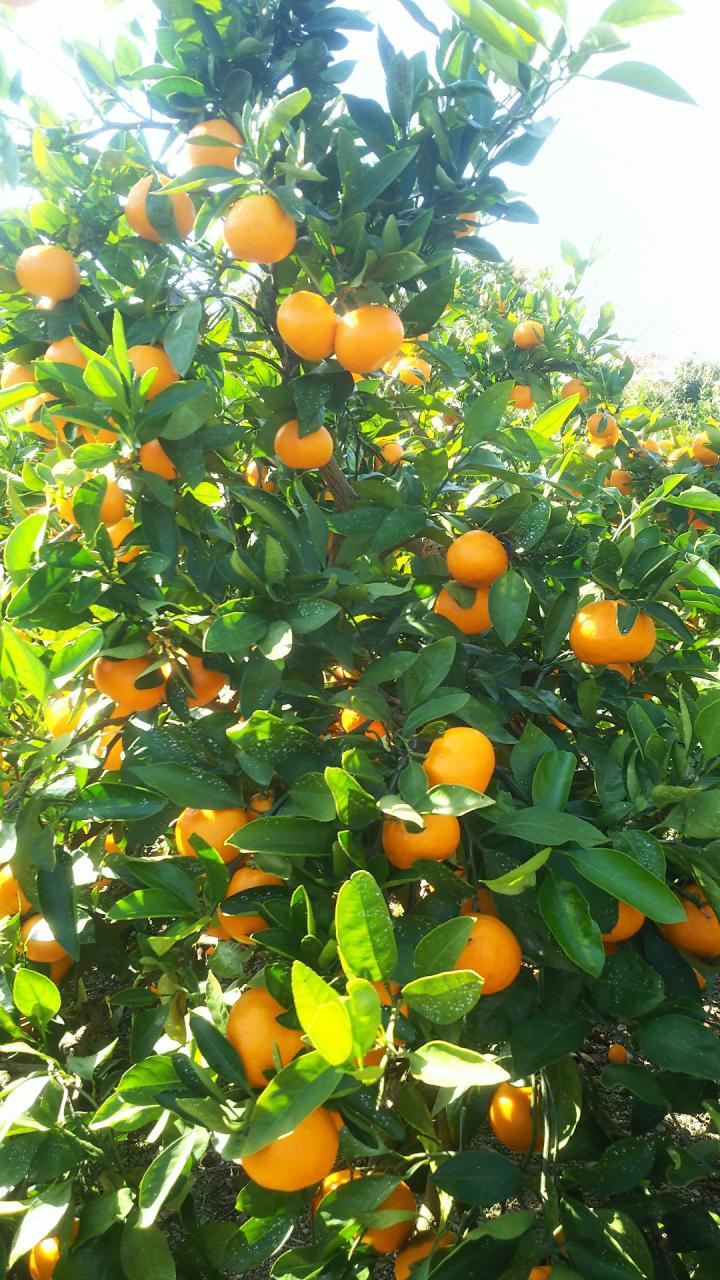 宮川早生みかん 各S・M・L 3kg/5kg/10kg 送料込み | おいしく食べて