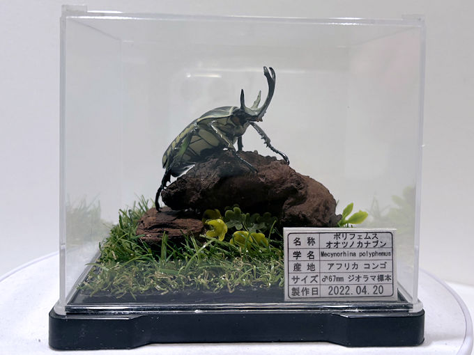 ポリフェムスオオツノカナブン♂68mmレプリカジオラマ標本