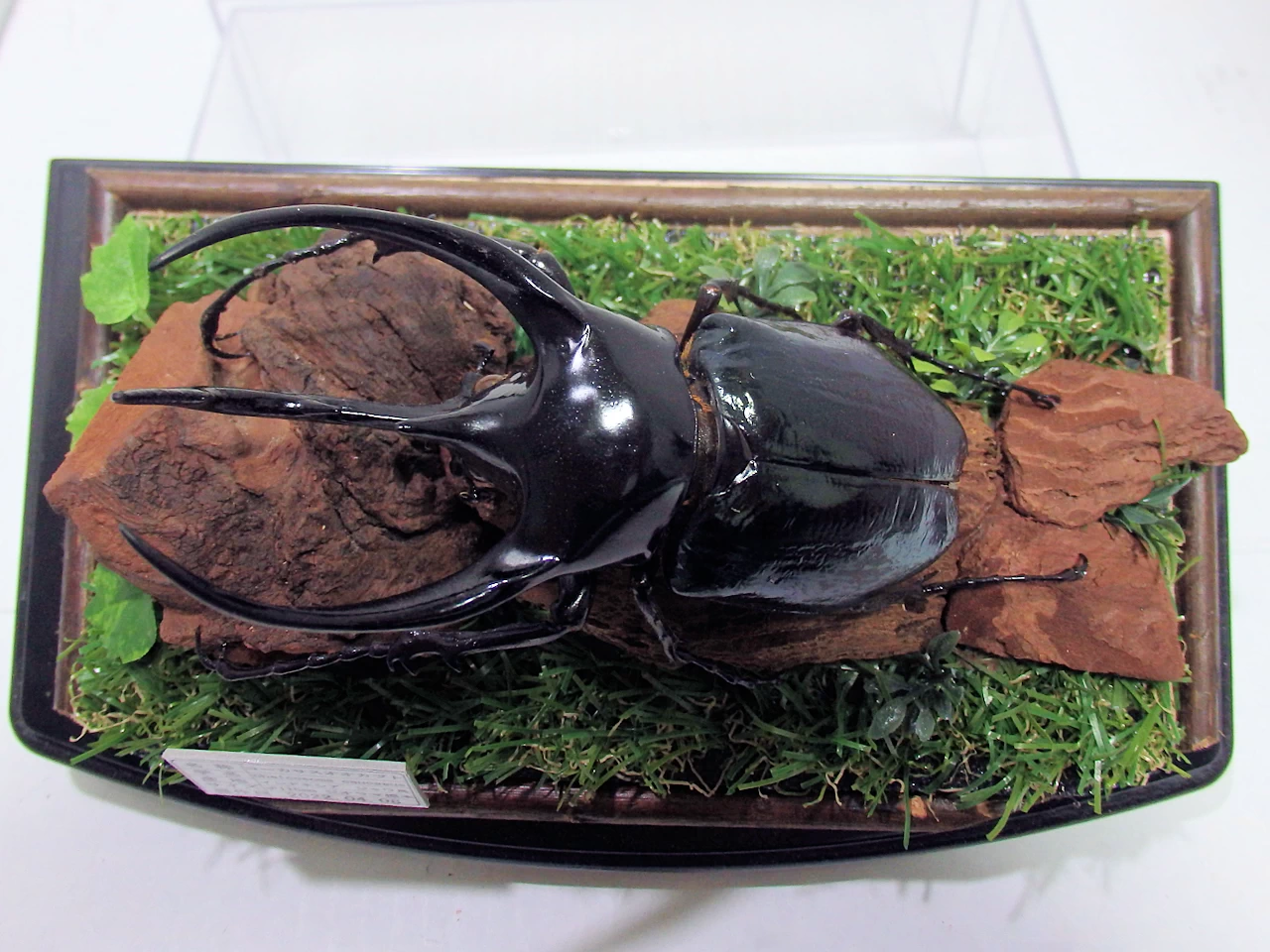 ジャワコーカサスオオカブト♂115mm ジオラマ標本 | オオクワ京都昆虫