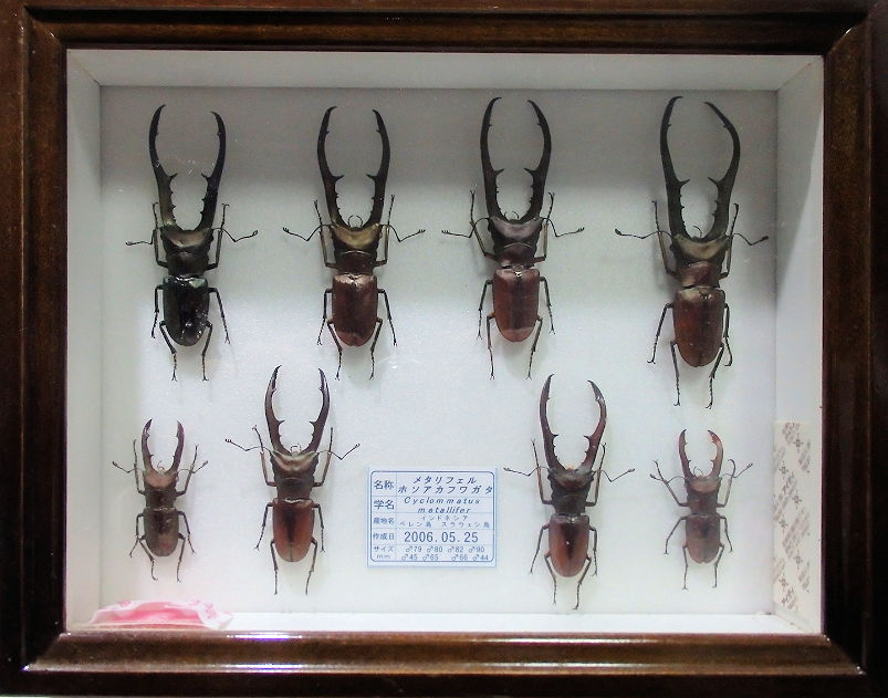 標本20種類 ⇒カブトムシ、クワガタ、蝶などで 構成したお得なレンタル