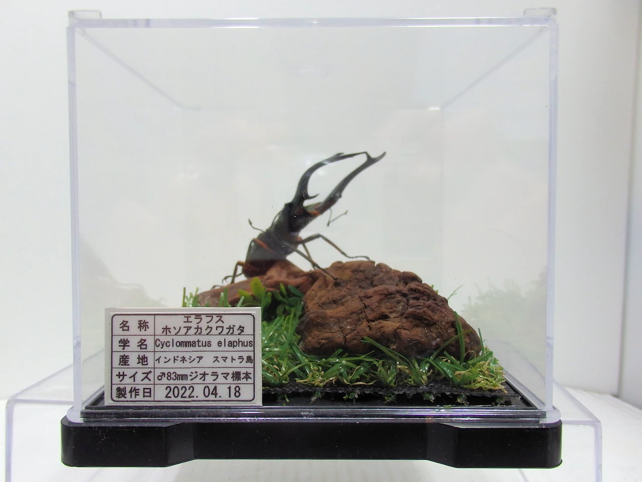 エラフスホソアカクワガタ♂83mm ジオラマ標本 | オオクワ京都昆虫館