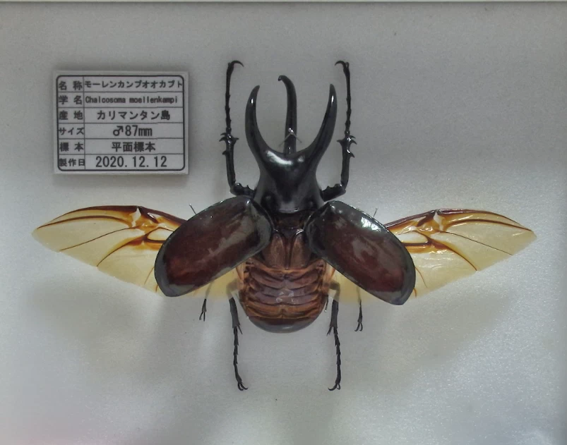 モロンシロカブト♂標本 【公式通販】