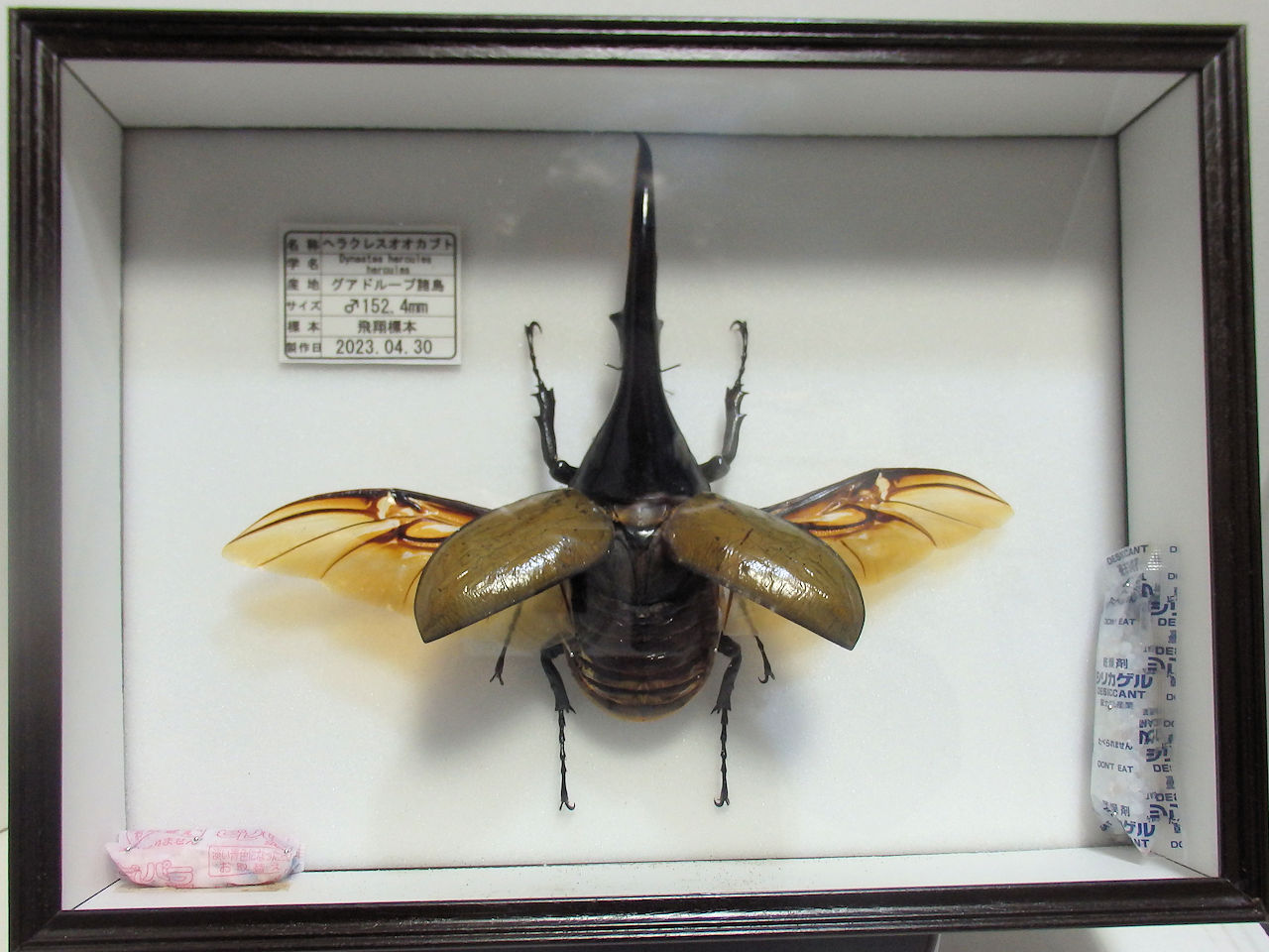 平面標本 20種、4つのパターンで構成したお得なレンタルセット