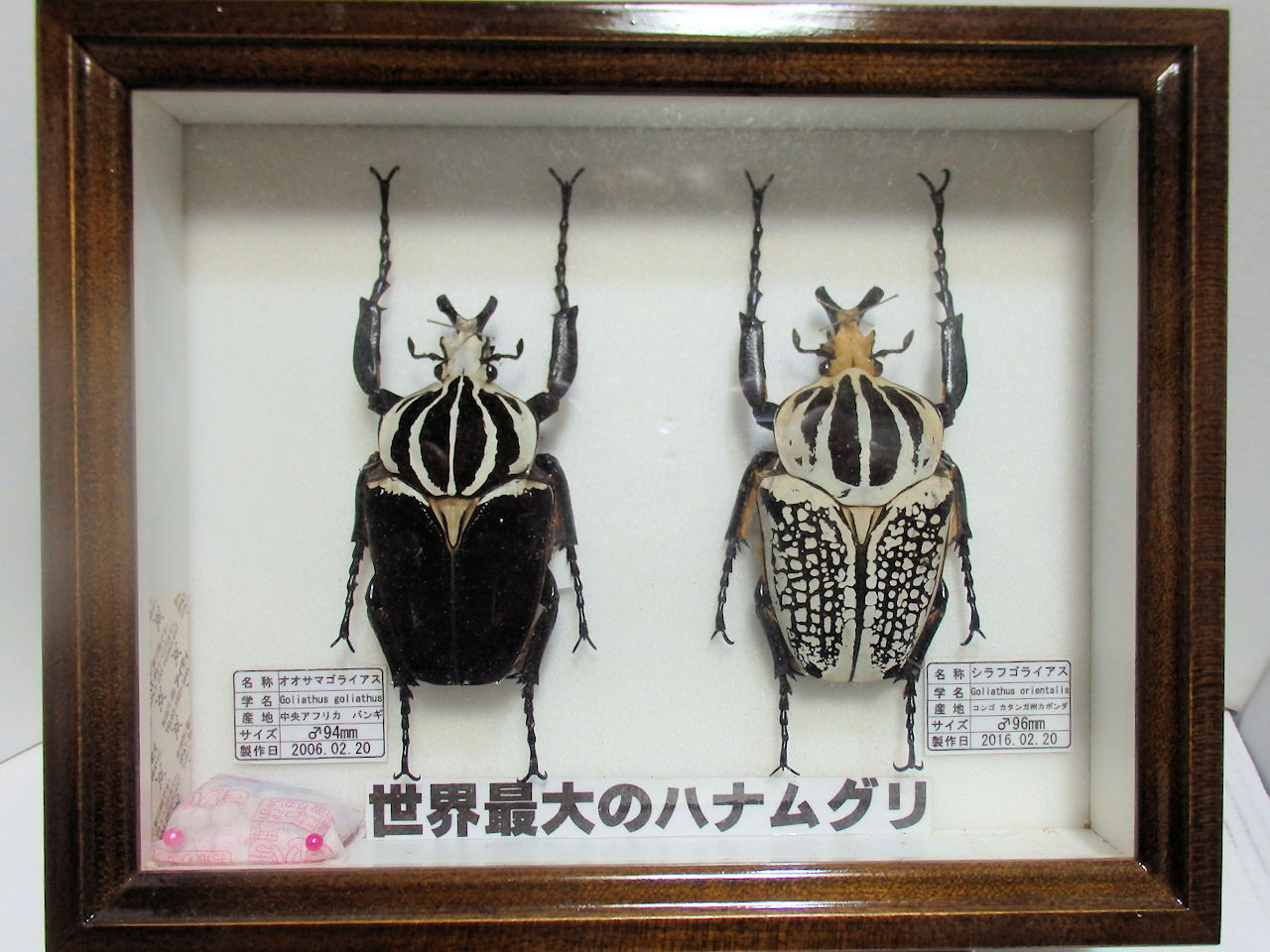 ドイツ標本箱（小）各種平面標本 5点セット（10） | オオクワ京都昆虫