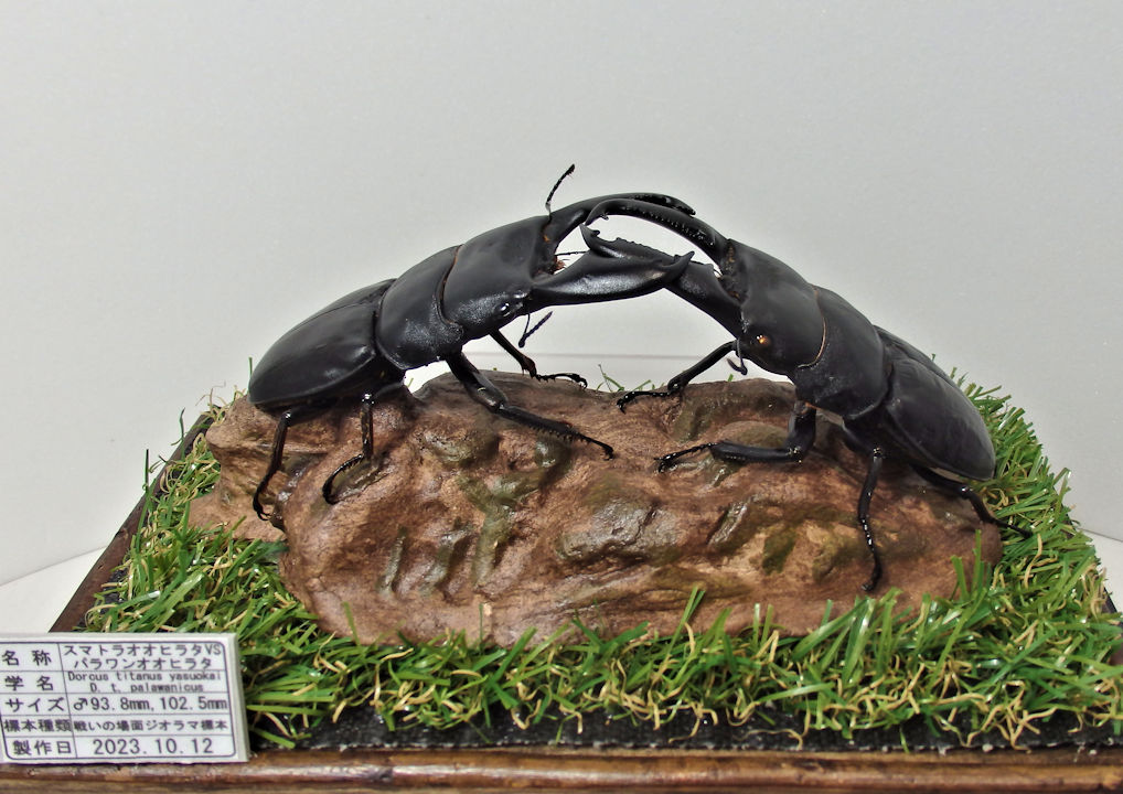 パターンR＋造形流木L03 戦いの場面をジオラマ標本の紹介（R01