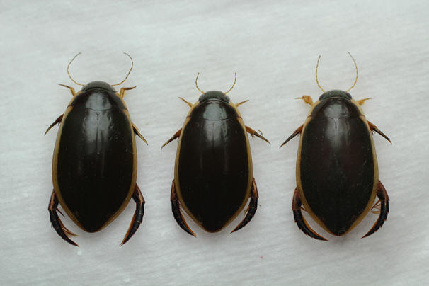 Institute of University Materials and Collections