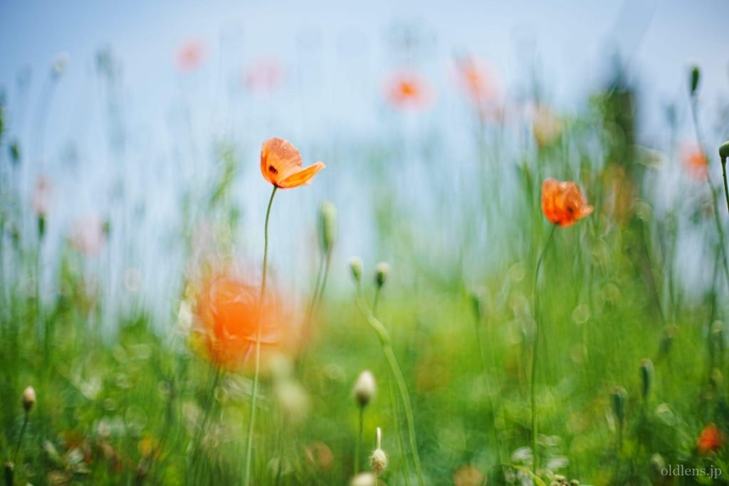 Canon FD 55mm F1.2 S.S.C レビュー作例 キヤノン銘玉滲みオールド