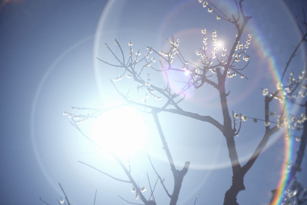 Leica Summicron 50mm F2 レビュー作例 沈胴ズミクロン第一世代1st