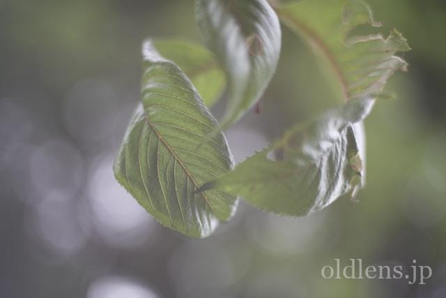 KONICA HEXANON AR 40mm F1.8 レビュー作例 コニカヘキサノンの銘玉