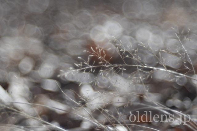 Trioplan 100mm f2.8VのReview作例 シャボン玉バブルボケ Meyer-Optik