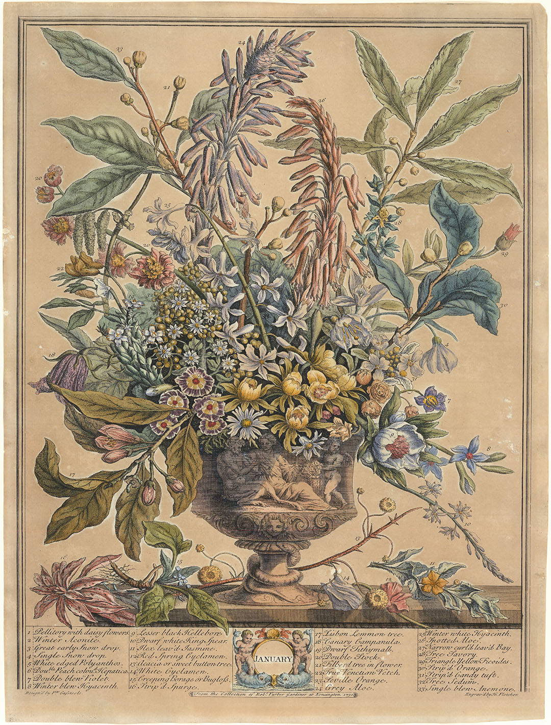 Twelve Months of Flowers. | The Old Print Shop