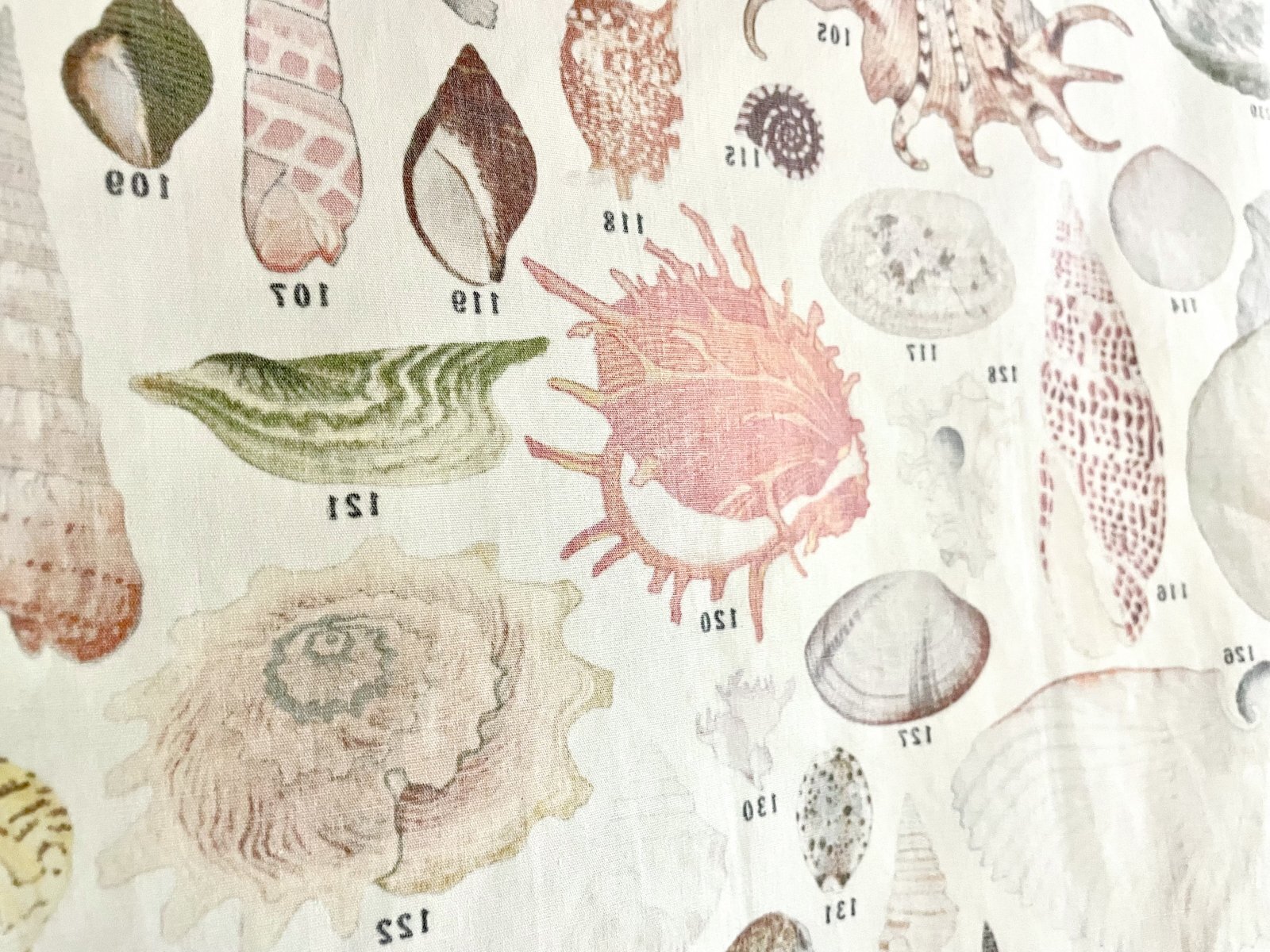 貝千種」風呂敷 - 大阪市立自然史博物館友の会ネットショップ