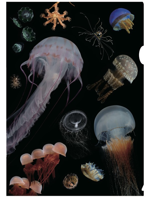 クラゲのクリアファイル（B:パープルストライプトジュリー