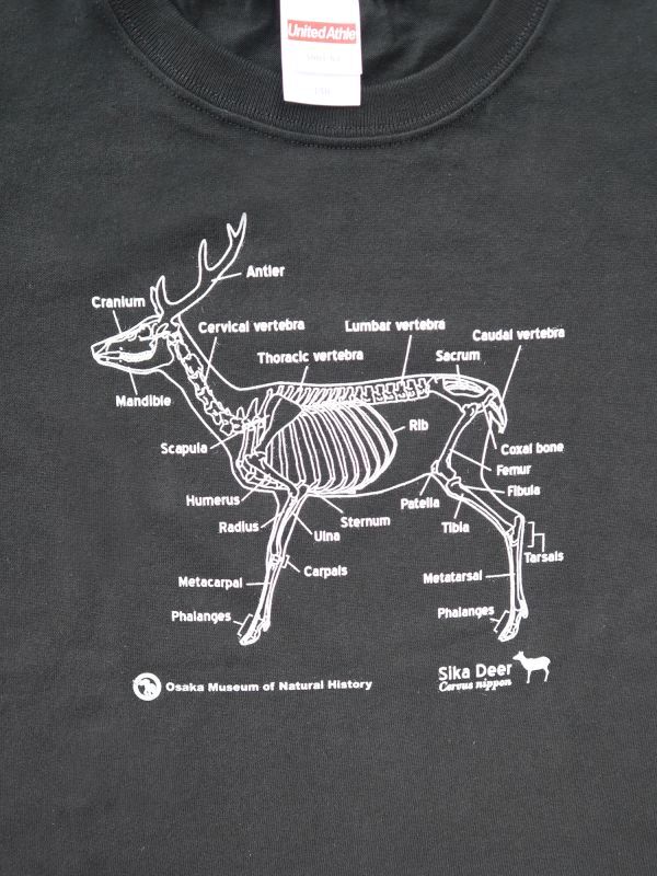 ニホンジカ♂全身骨格Tシャツ - 大阪市立自然史博物館友の会ネット
