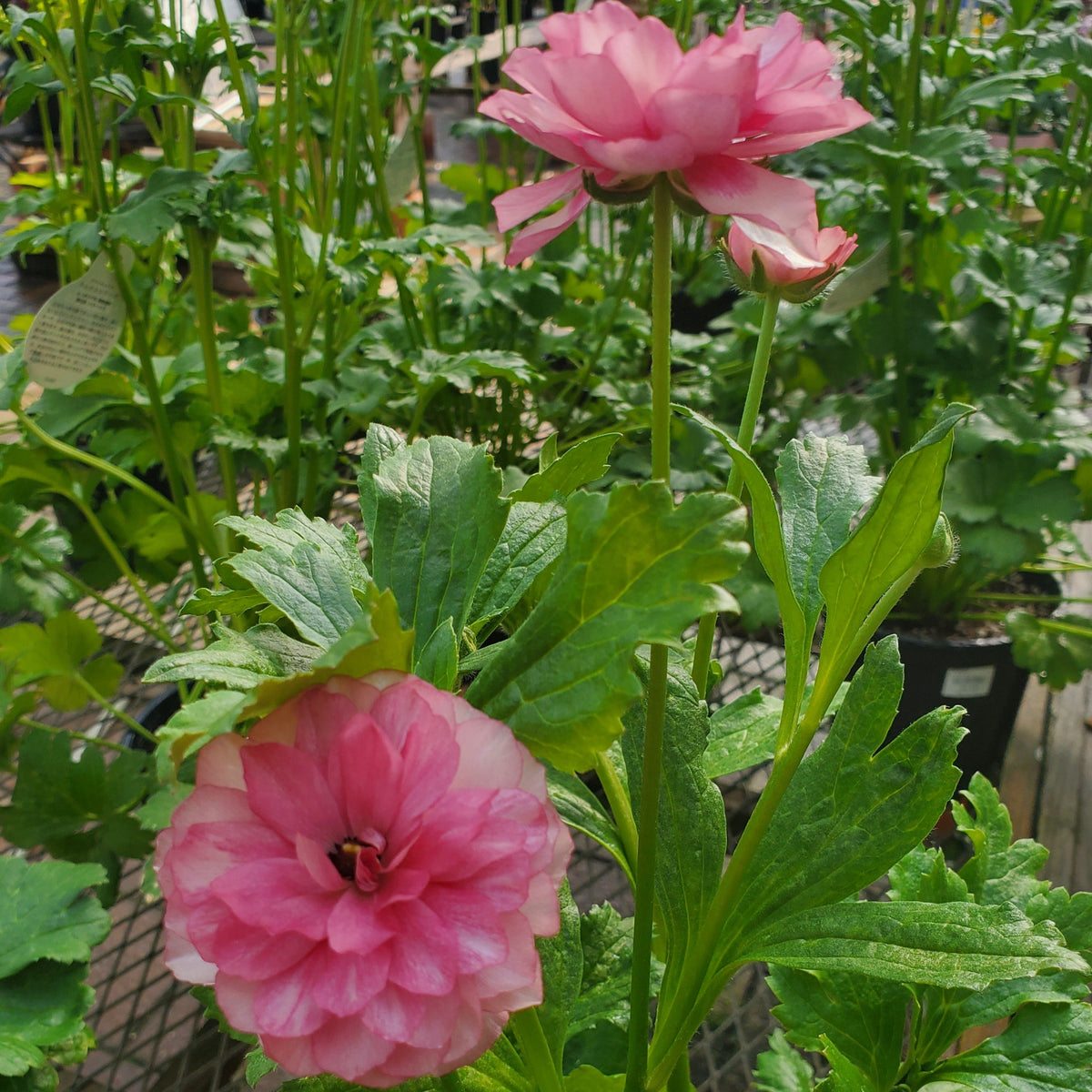 ラナンキュラスラックス 【ヘラ】 1月上旬より順次発送