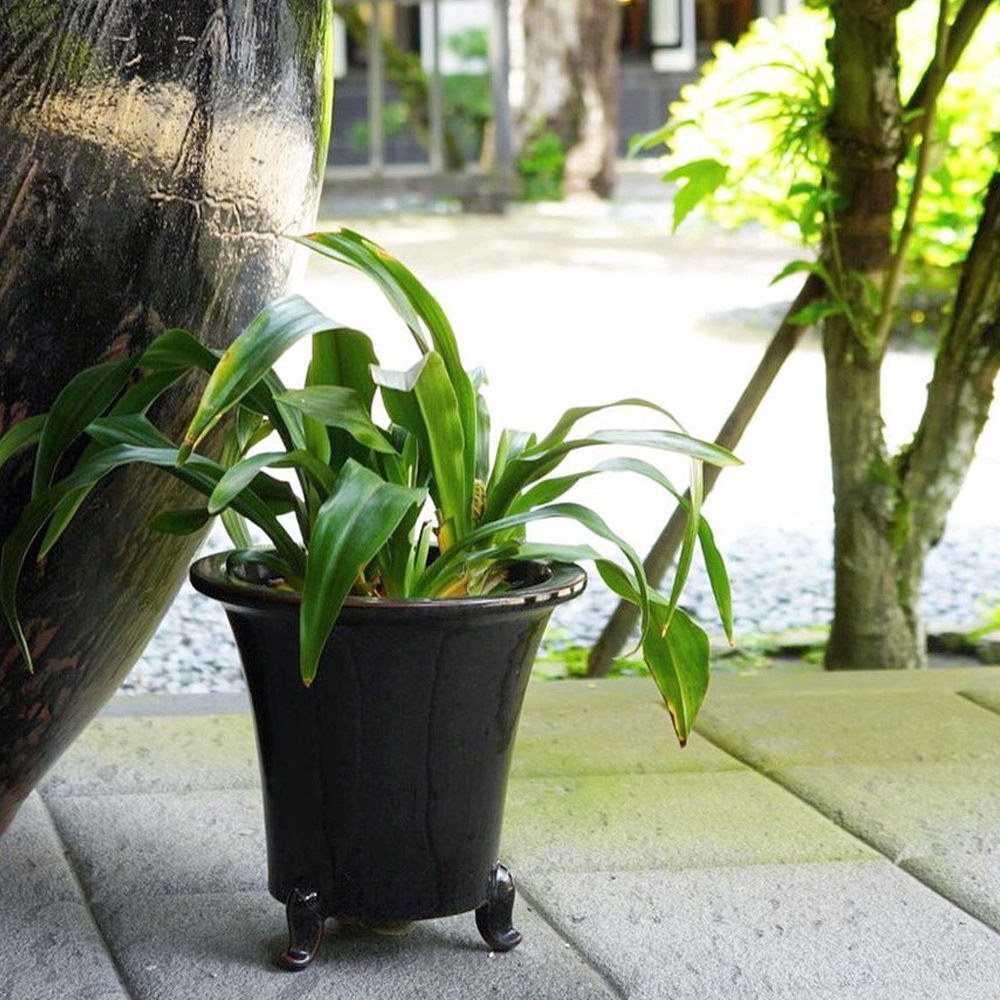 万年青鉢（大） [オモトバチ（ダイ）]｜沈壽官窯（ちんじゅかんがま