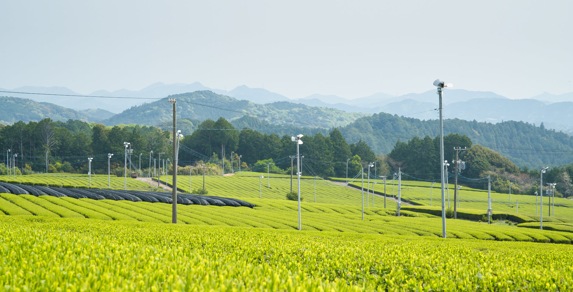 All Organic Japanese Tea from Japan- Authentic Taste, Perfect