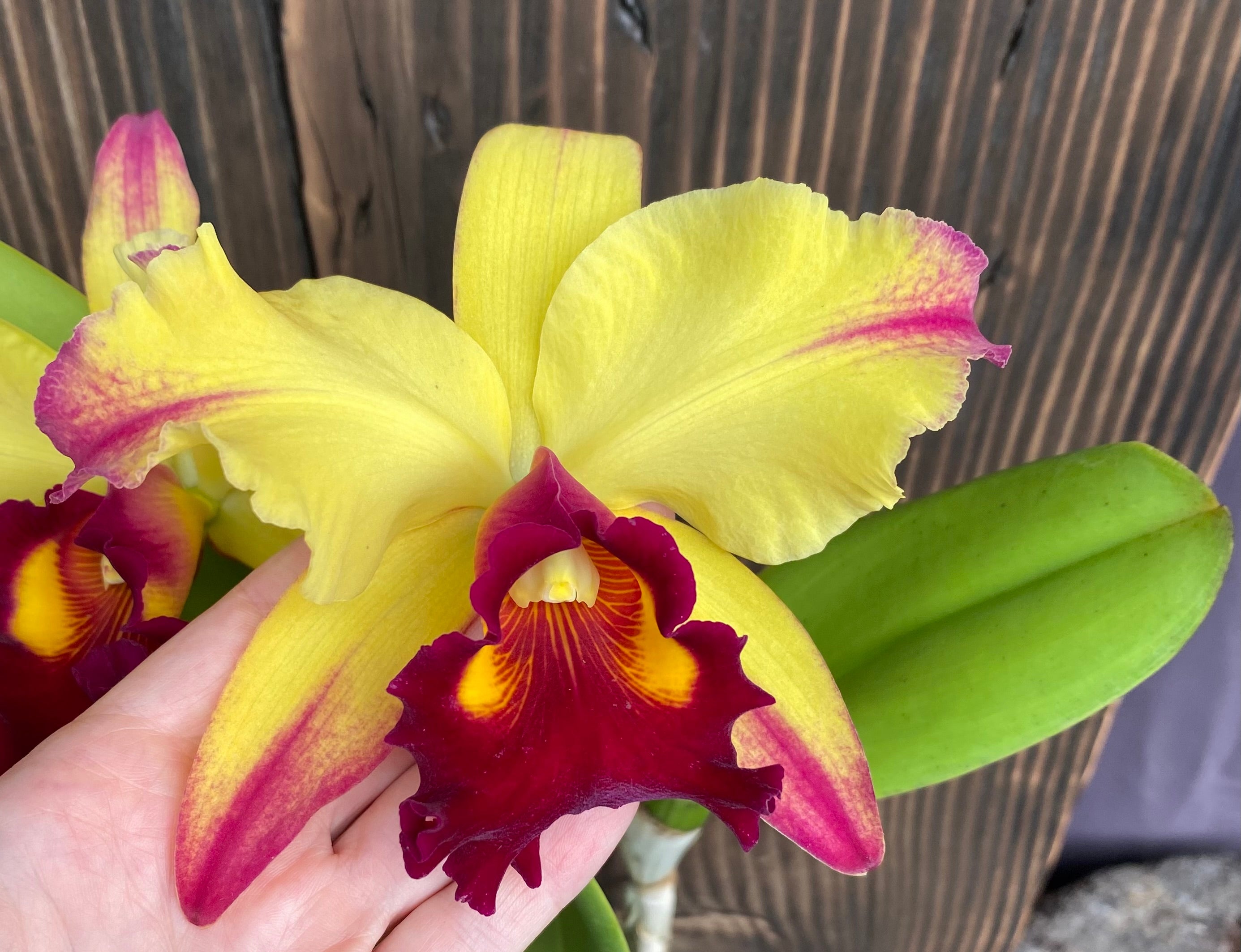 Blc. Dora Louise Capan 'Lea' -Blooming size – Kalapana Orchid Farm