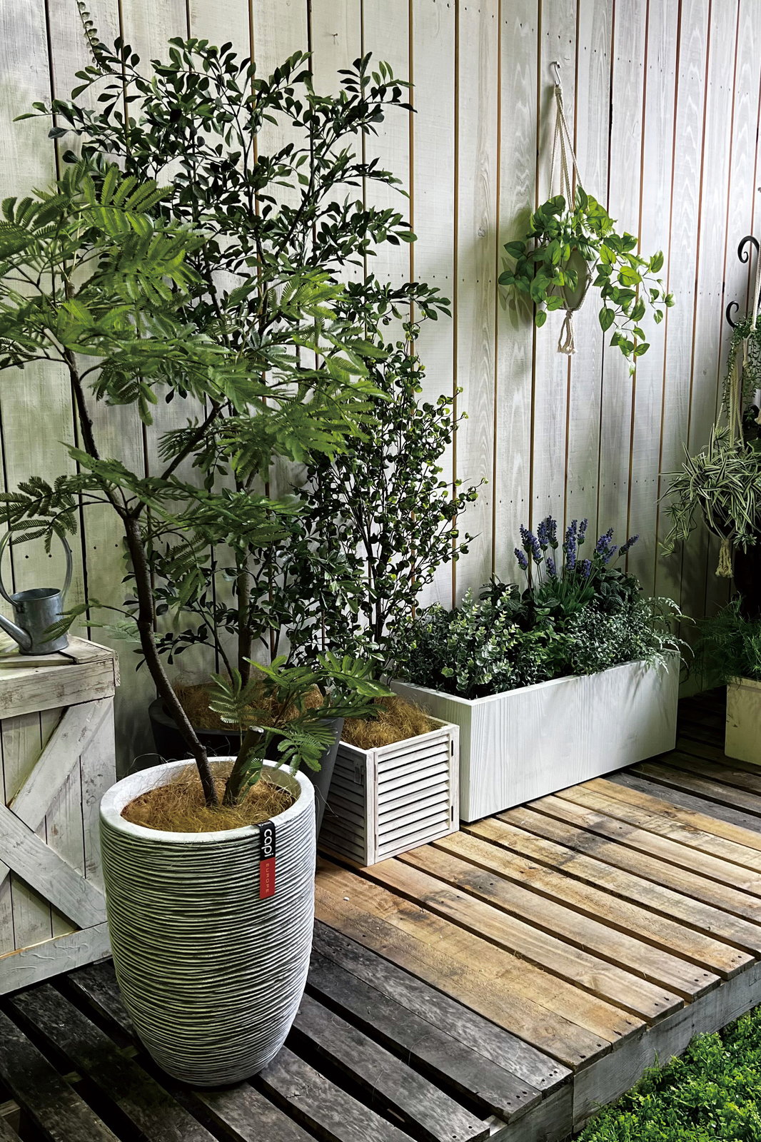 送料別途】ｴﾊﾞｰﾌﾚｯｼｭ FST: インテリアグリーン（鉢物・樹木） ｜ YDM