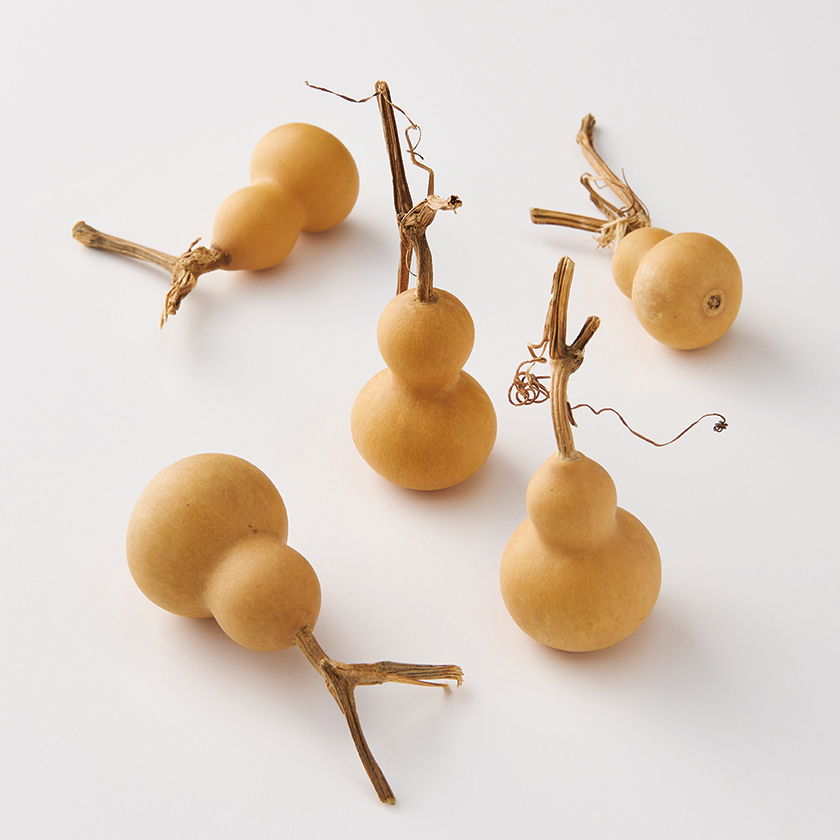 豆ひょうたん: ドライフラワー ｜ YDMオンラインストア ｜ 横浜