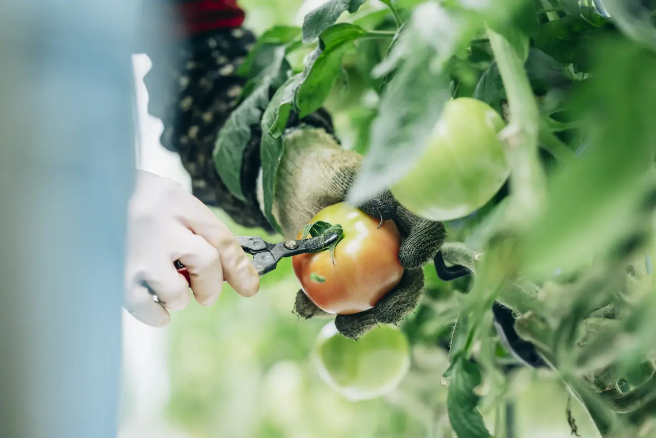 食材のクリエイターたち：HOSHIKO（熊本県熊本市） 黎明を告げる乾燥