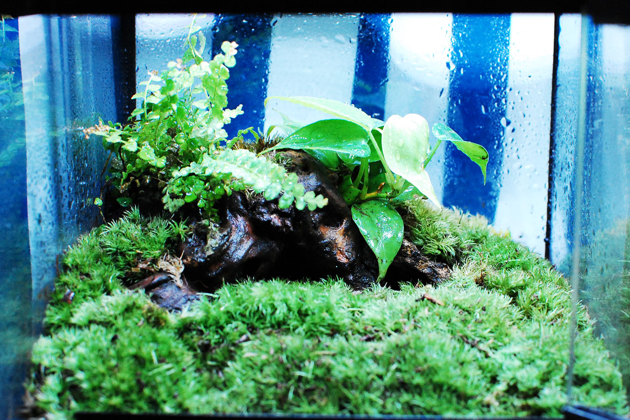 イモリのための苔テラリウム制作ノート。材料や作り方をレクチャー