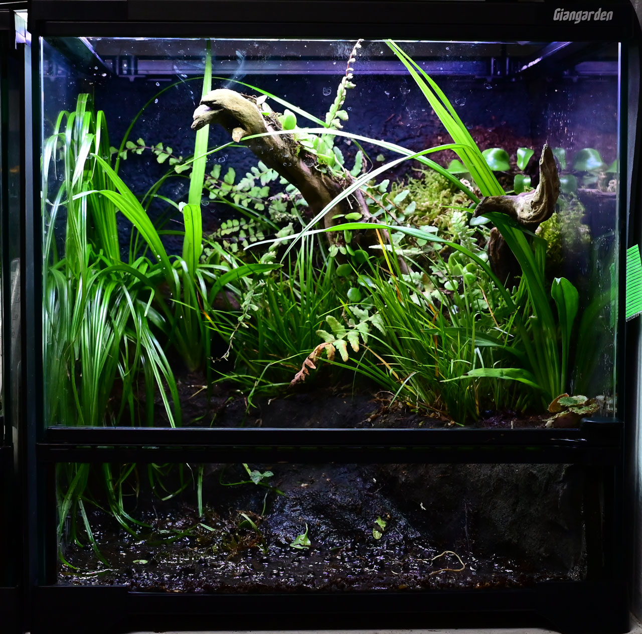 カエル・イモリのためのアクアテラリウム制作ノート – おたま商会