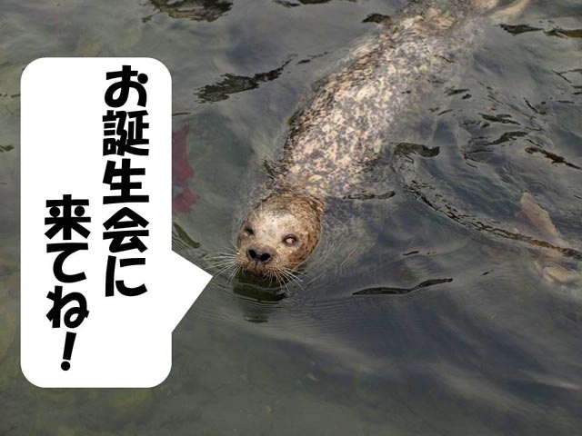 シリーズ「ゼニガタアザラシ」2 ※ちょい足し | 【公式】おたる水族館