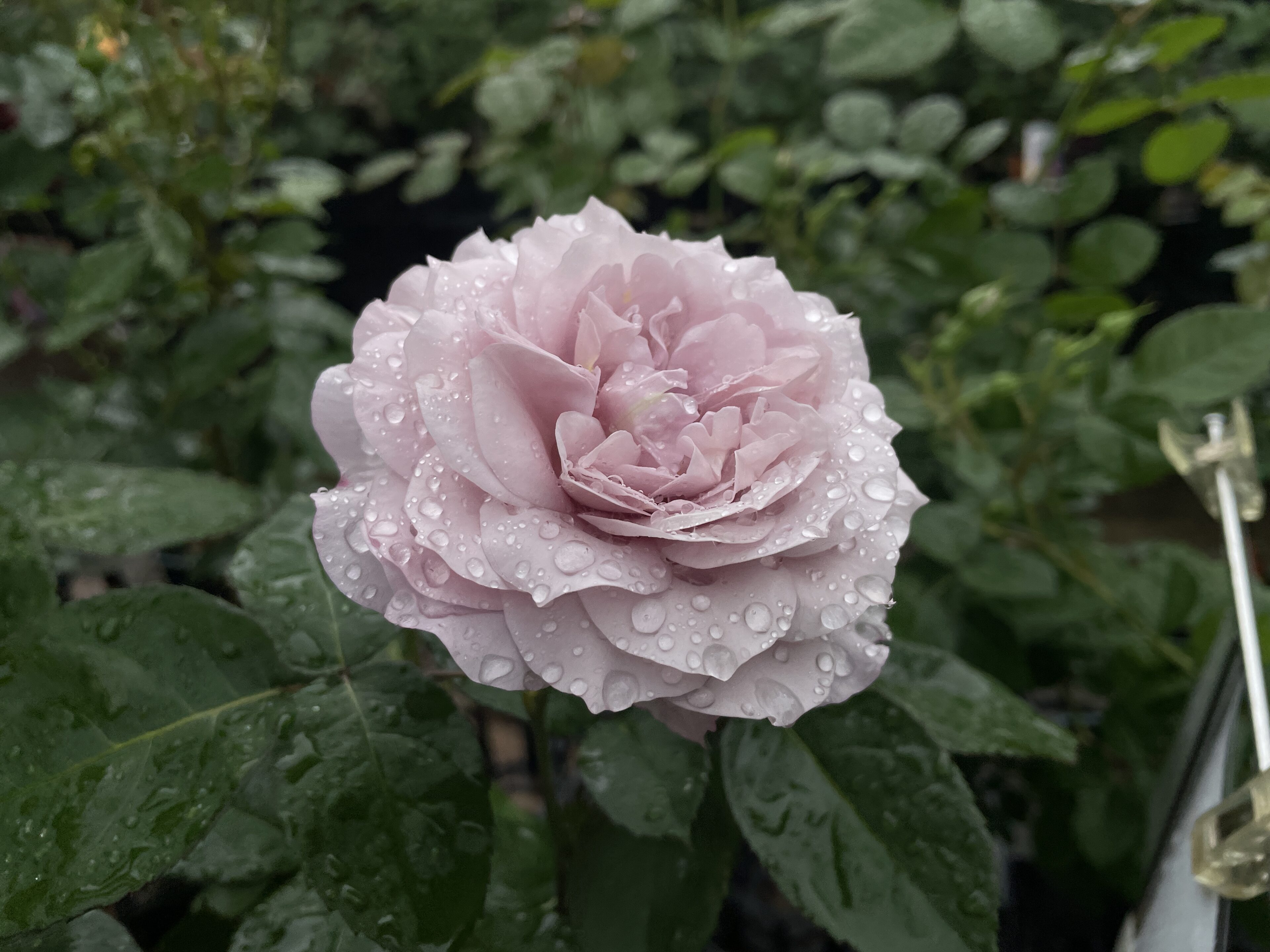 今年の母の日は12日！プレゼントにもピッタリなバラ大苗のご紹介