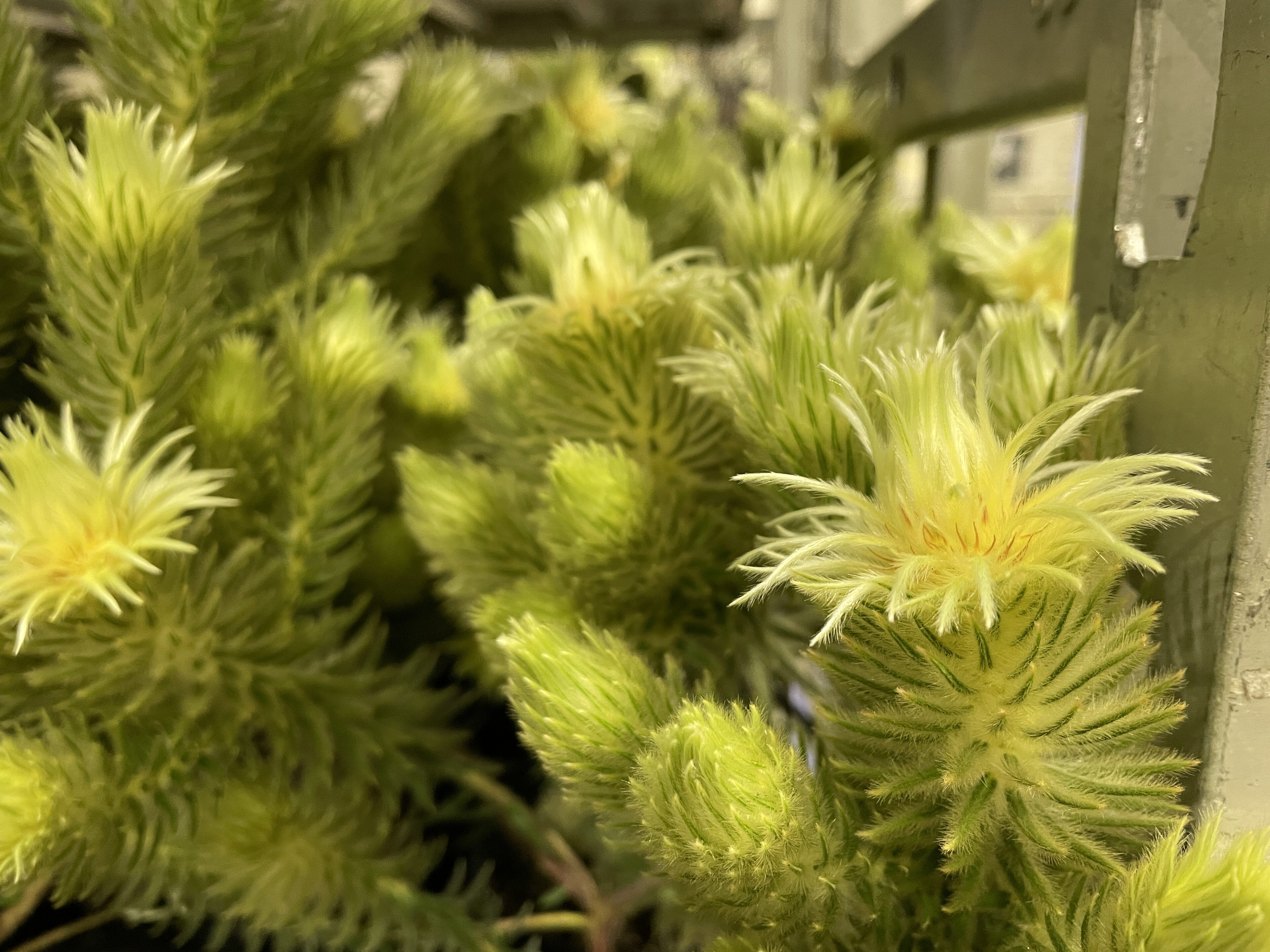 植えどきで選びどき！バラ大苗入荷案内＆ネイティブプランツほか