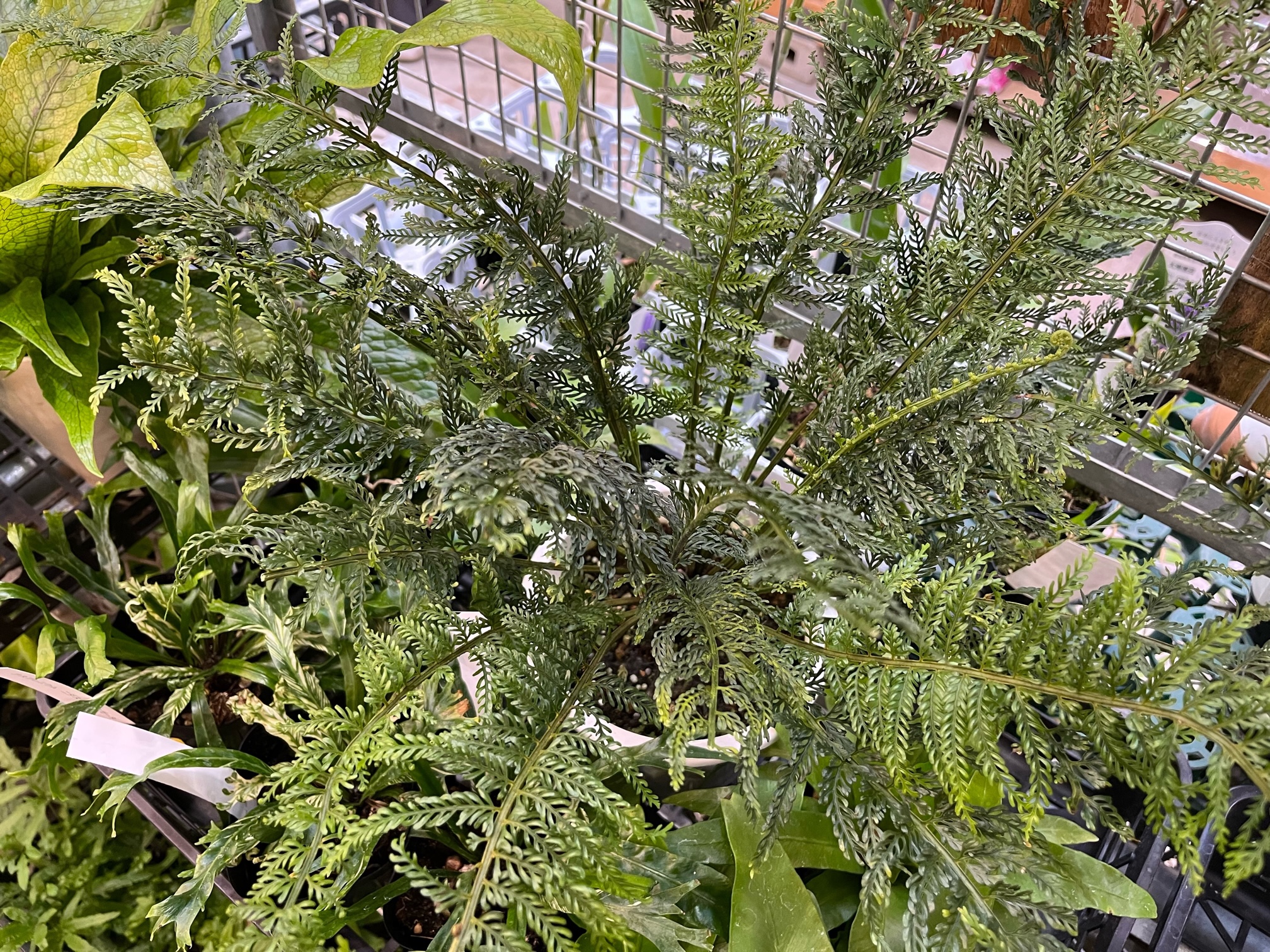 フィカス エベレストあります！！その他おすすめ観葉植物ご紹介