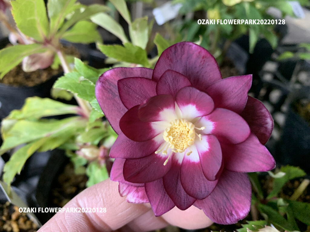 Zingo様専用 クリスマスローズ セット 【公式通販】