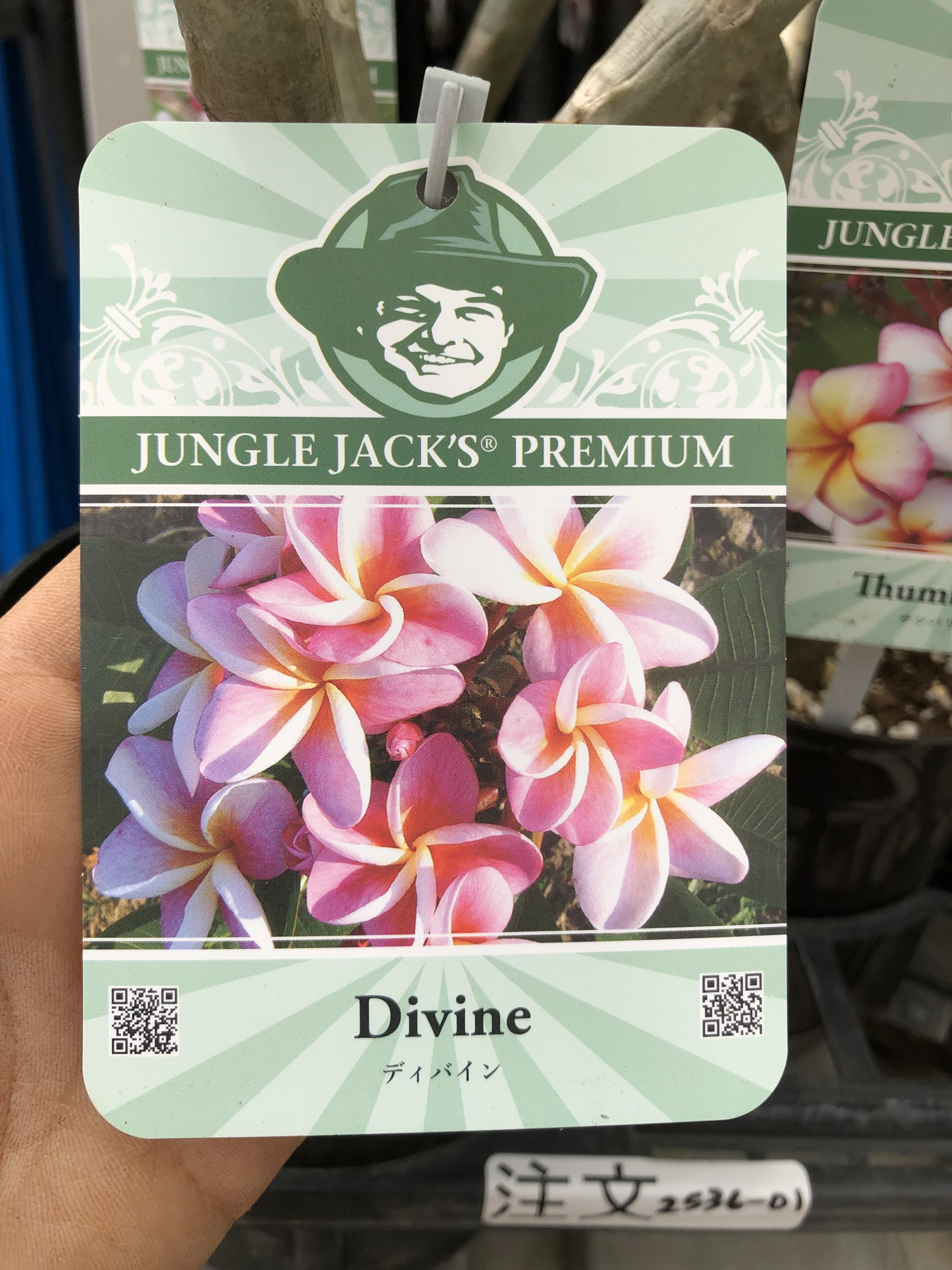 1F|プルメリア入荷しました。 | オザキフラワーパーク | オザキ