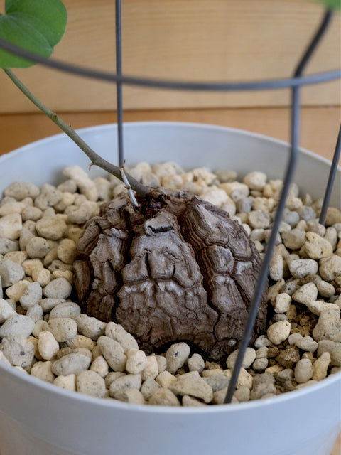 アフリカ亀甲竜 五号(A) – Panio