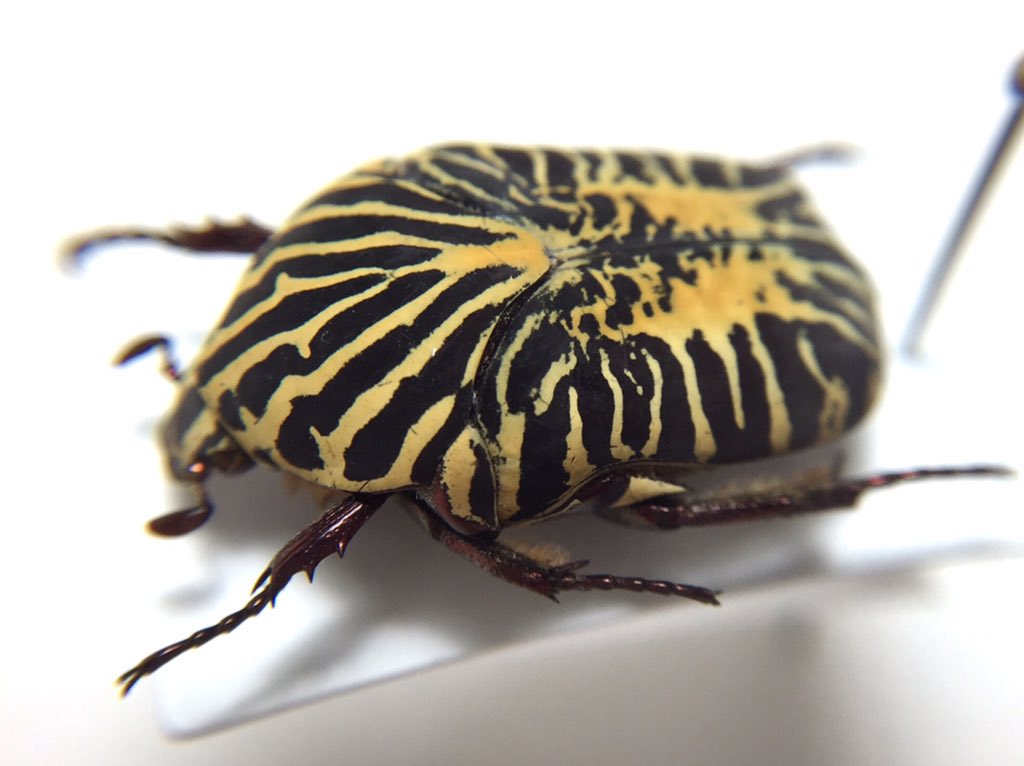 ホウシャアヤヒシムネハナムグリ Gymnetis stellata 体の中央から