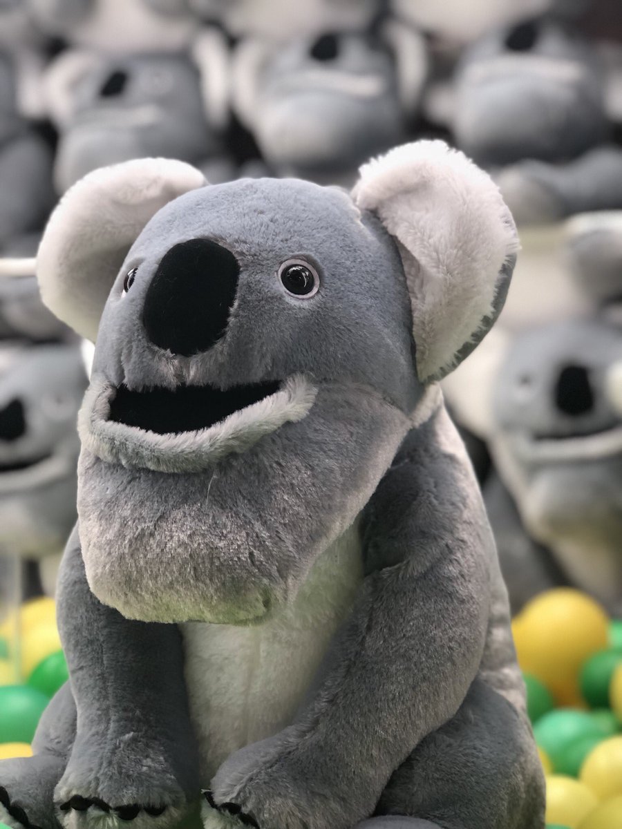 この臨場感… さすがしゃくれるコアラ #シャクレルプラネット #パンダの