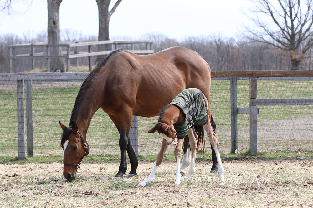 ジェンティルドンナの5番仔は元気いっぱいの女の子！初めて外に出た