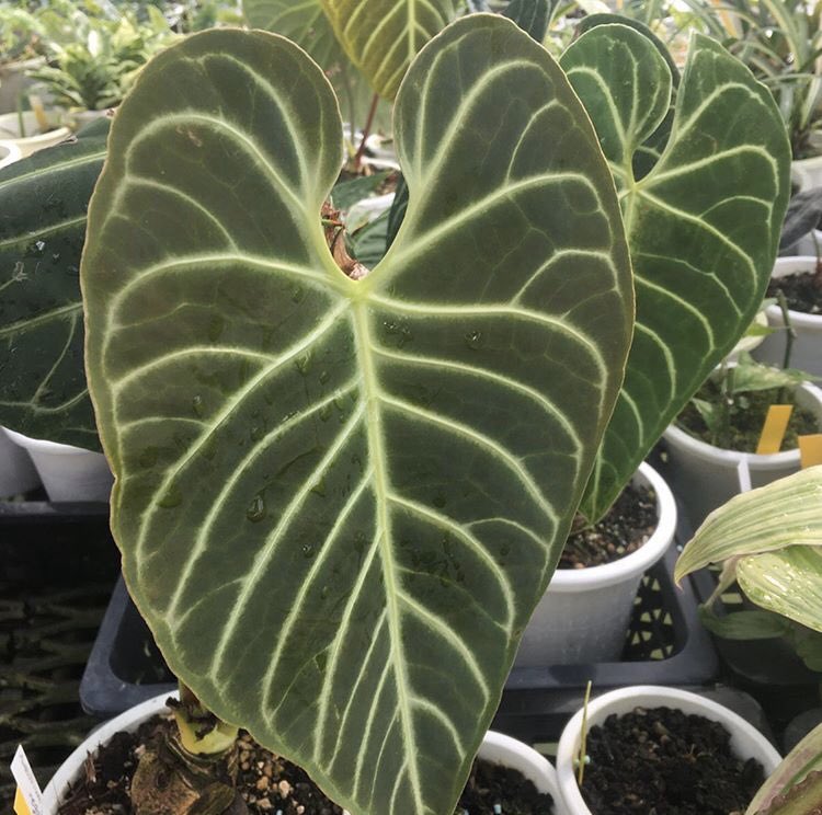 anthuriumregale 手に入れたアンスリュームのレガレ… やっとまともな新