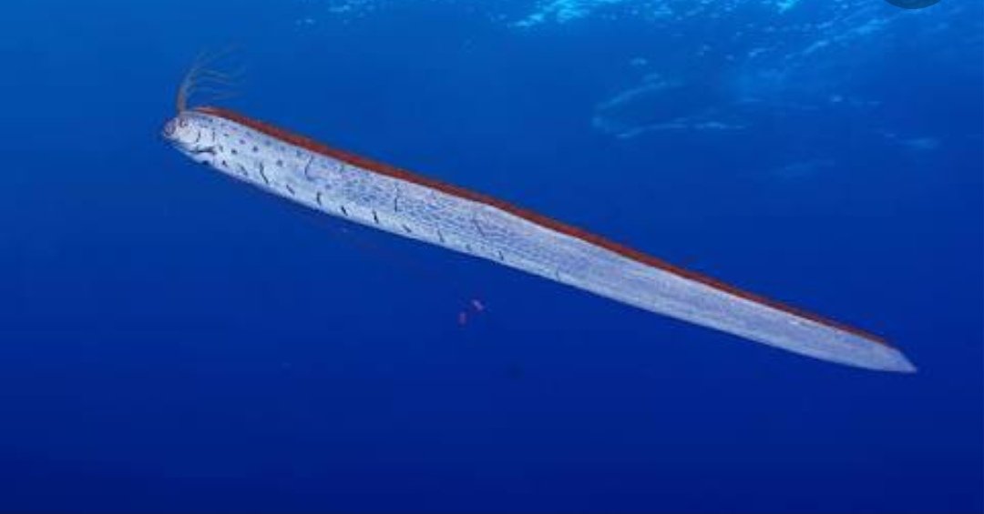 海の生き物紹介🐳】 -リュウグウノツカイ- 全長約3m 最大個体の報告