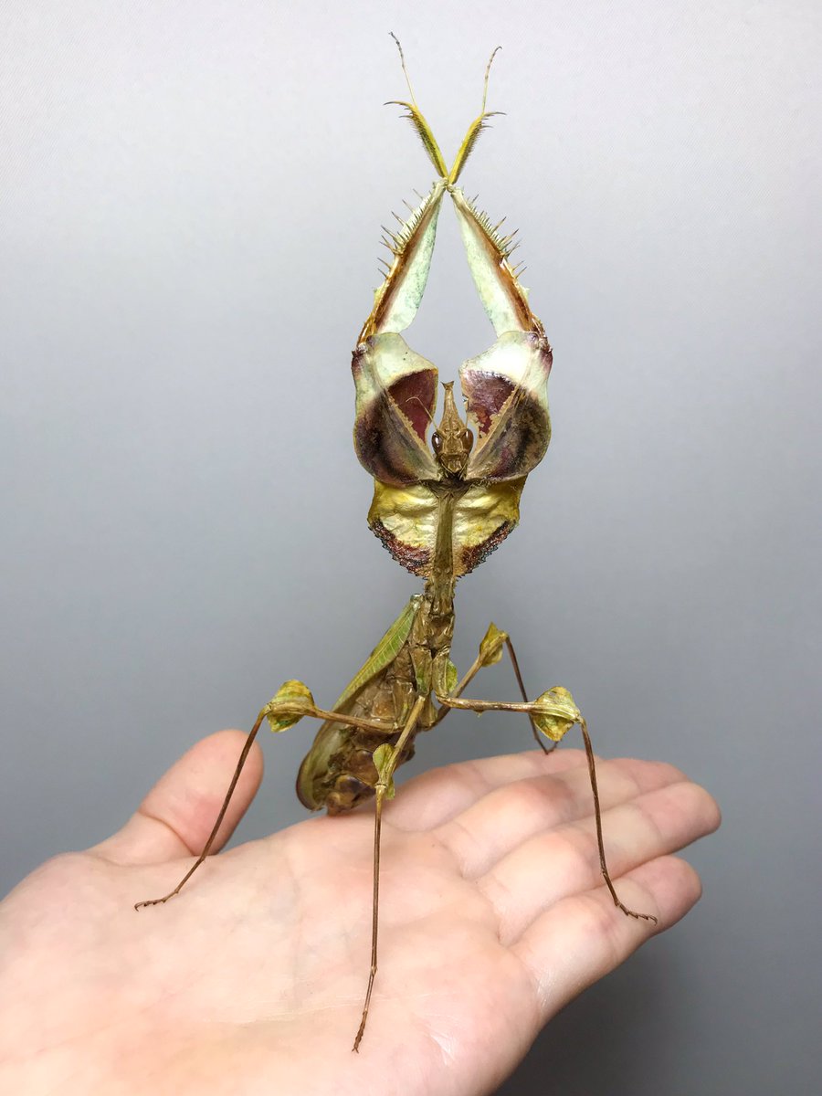 ニセハナマオウカマキリの立体標本 色はある程度仕方がないけど、結構