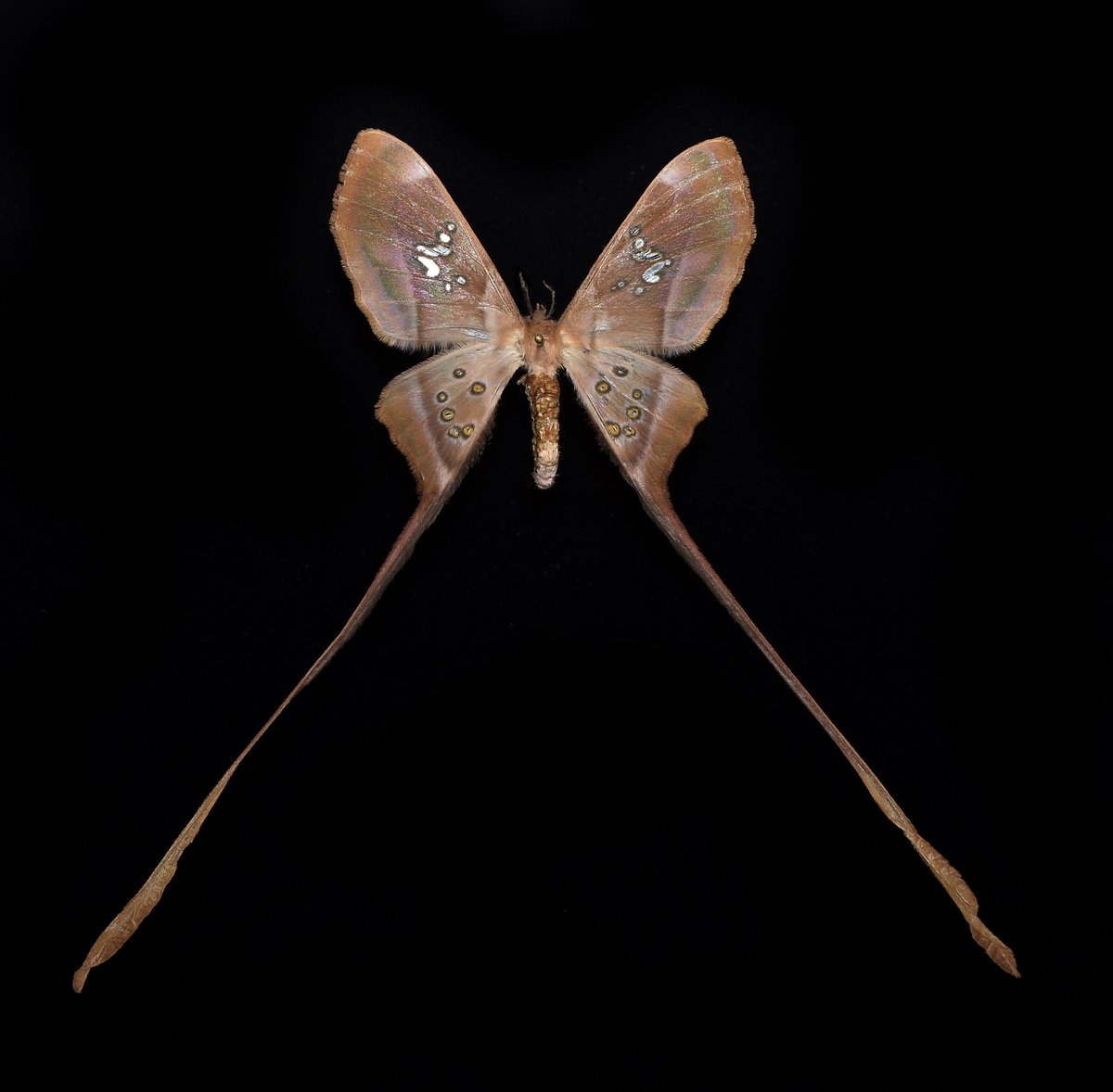 Eudaemonia trogophylla アフリカに生息するリボンヤママユの仲間