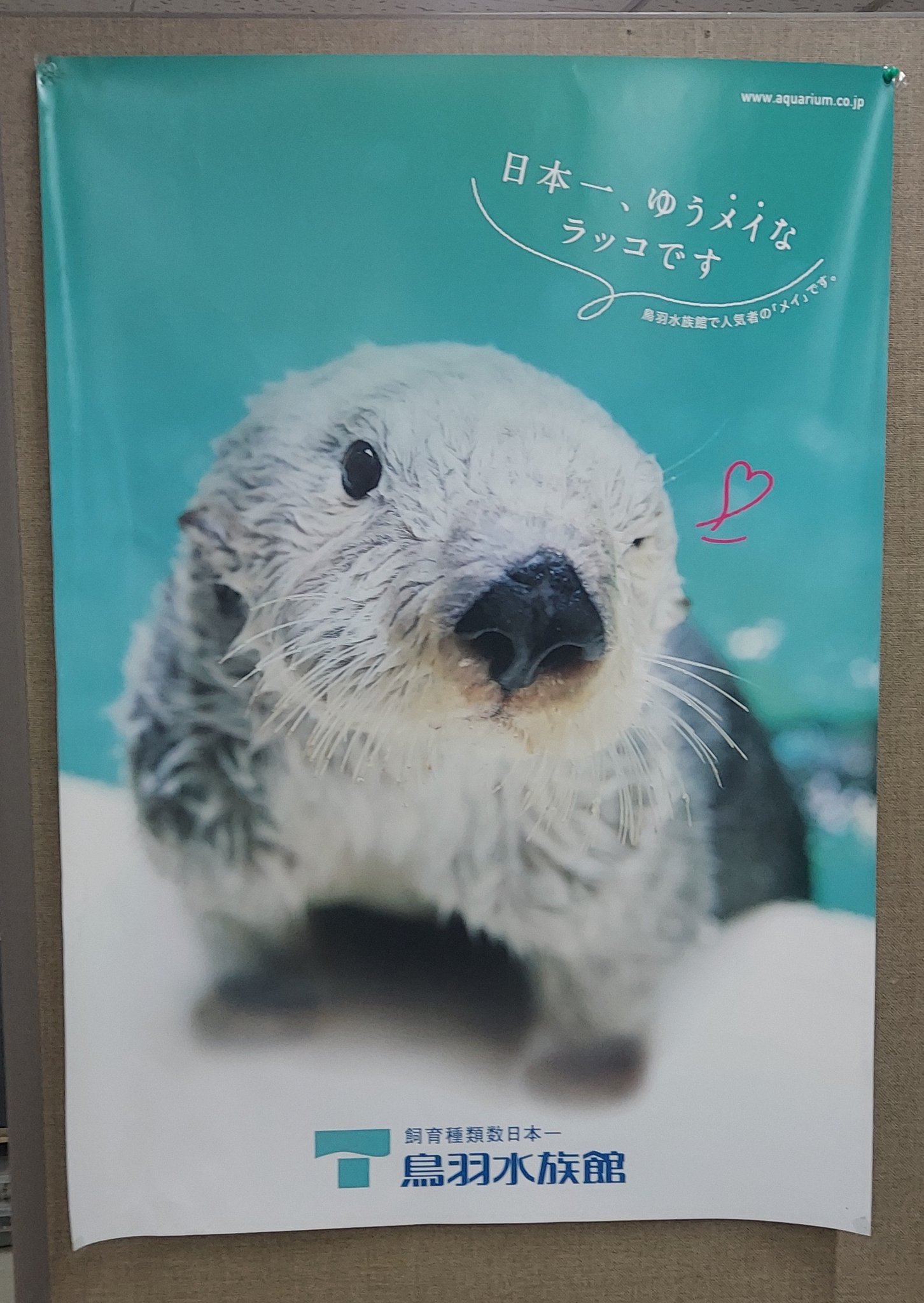 鳥羽水族館⭐️70周年⭐️ポスター⭐️ラッコ 鳥羽水族館⭐️70周年
