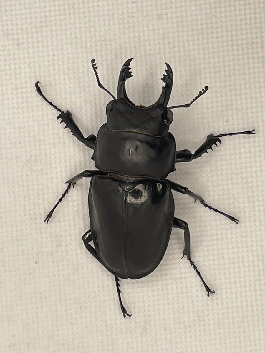 アマミマルバネクワガタ。徳之島 山クビリ林道産、完全大歯型63mm1♂2