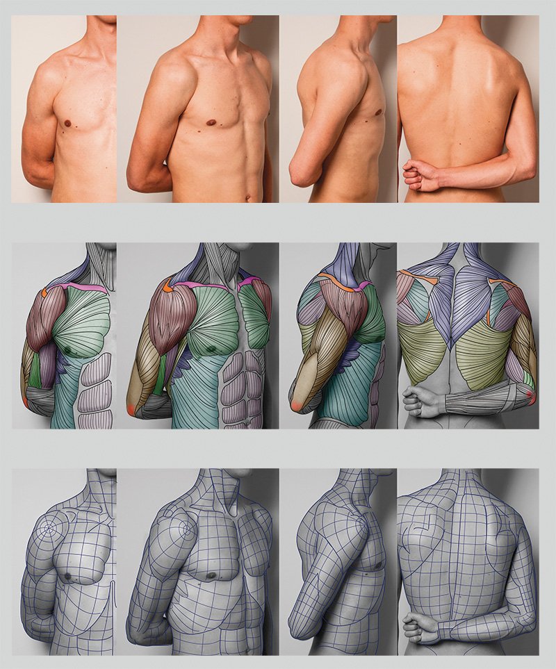 スカルプターのための美術解剖学 モデリングやイラスト制作に気を