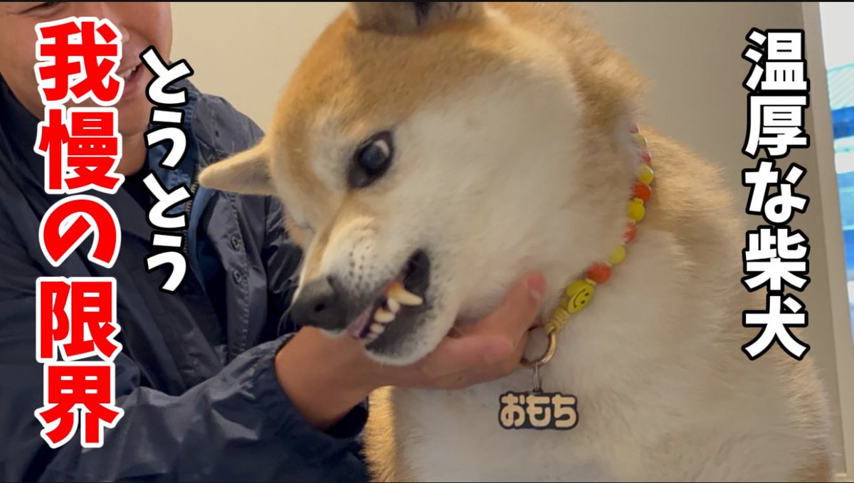 もちごめ兄弟 (@mochigome810) / Posts / X