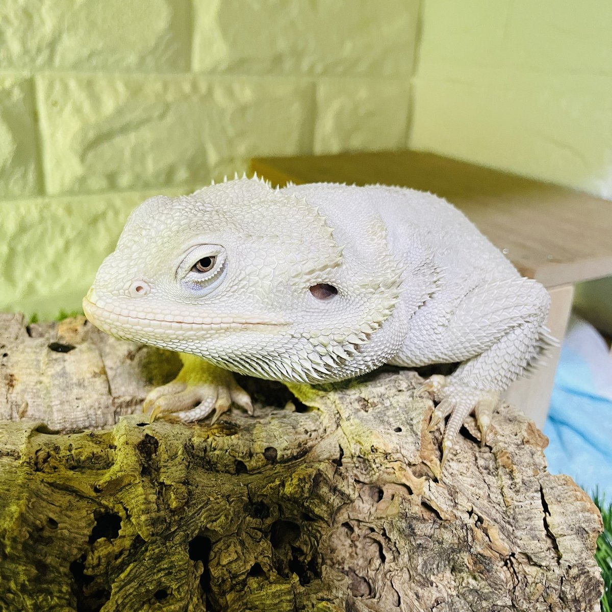 rin momo♡モモンガポーチ屋さん/JH浜松出店☺︎ (@rinmomo0107