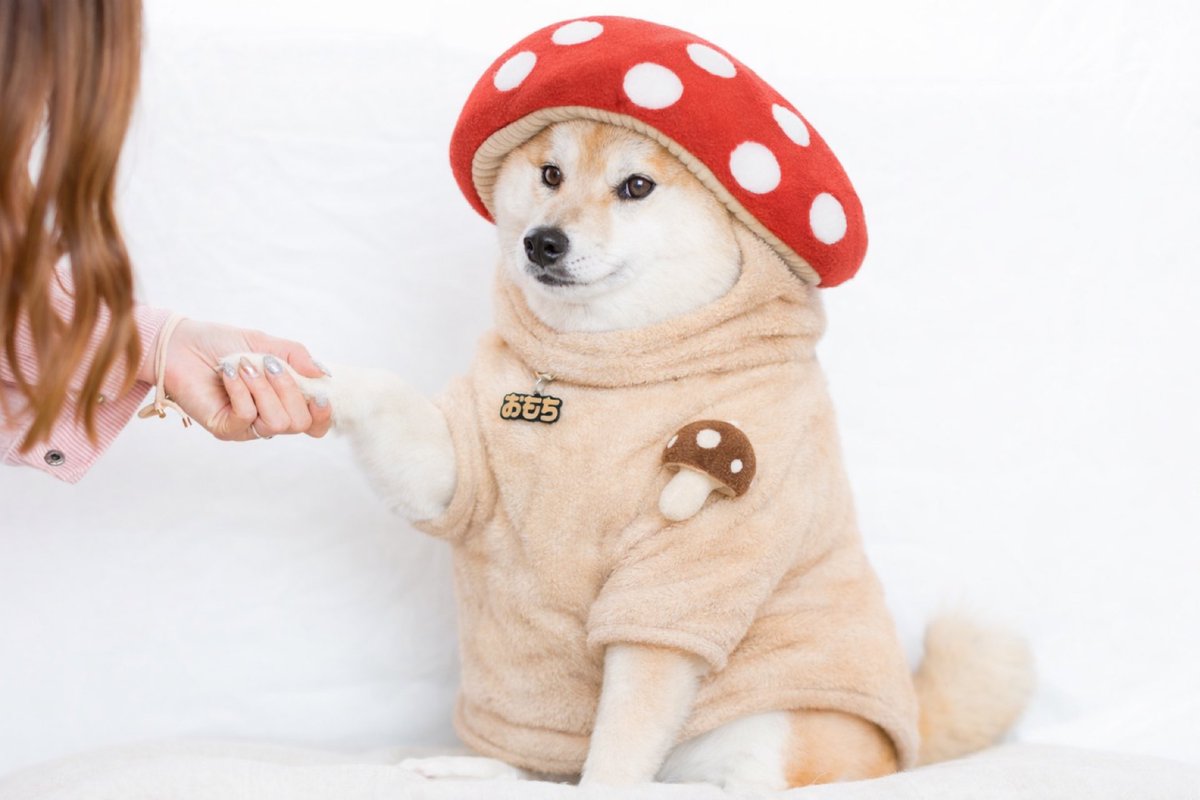 もちごめ兄弟 (@mochigome810) / Posts / X