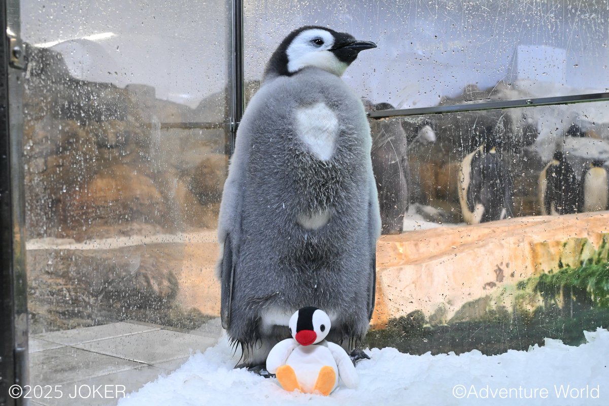 ピンガと同じペンギンの赤ちゃん すくすく成長！🐧90日齢／ 9月30日に
